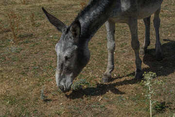 Naklejka na ściany i meble Mulas, asnos y burros pastando en el campo o dehrsa