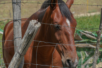 Primer plano de un precioso caballo marrón al sol delante de una vieja verja de campo.