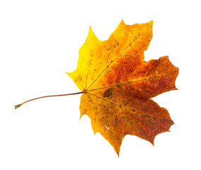 Autumn maple leaf isolated on white background.