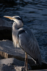 Entspannter Vogel 17