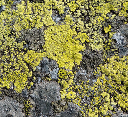 Mountain lichen on a rock in the Low Tatras in Slovakia