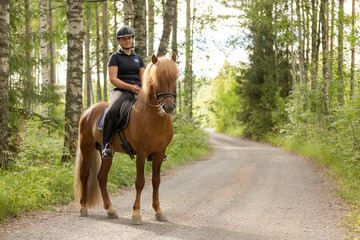 Icelandic horse with female rider on saddle. Rider wearing helmet.