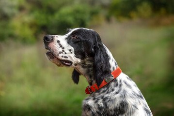 Portrait of a young dog breed English Setter. Hunting dogs.