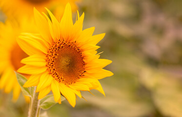 Fototapeta premium Sunflower flower in the field, close-up, selective focus.