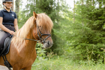 Fototapeta premium Icelandic horse with female rider on saddle. Rider wearing helmet.