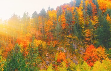 Fall forest in mountains. Autumn nature landscape background. Sunshine in forest scenery view. Natural national park with autumn trees. Warm red yellow colors foliage. Sunset fog mount hill in Europe.