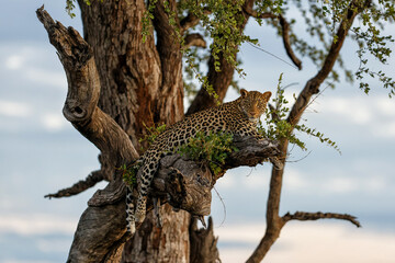 Leopard (Panthera Pardus) resting in a tree in the late afternoon in Mashatu Game Reserve in the...