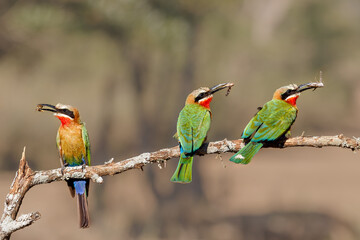 White-fronted Bee-eater (Merops bullockoides) with an insect as a prey sitting on a branch in Zimanga Game Reserve near Mkuze in South Africa