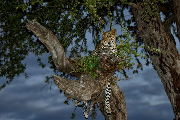 Leopard (Panthera Pardus) resting in a tree in the late afternoon in Mashatu Game Reserve in the Tuli Block in Botswana