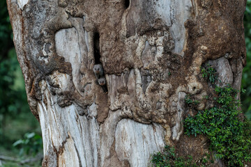 The banded mongoose (Mungos mungo) coming out a big Mashatu Tree in the early morning in Mashatu  game reserve in the Tuli Block in Botswana