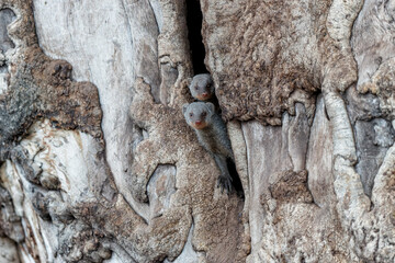 The banded mongoose (Mungos mungo) coming out a big Mashatu Tree in the early morning in Mashatu ...