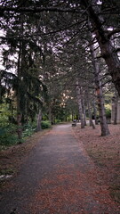 path in the woods