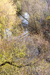 Yellow autumn willow trees beautiful view.
