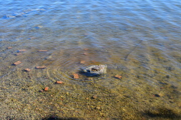 A close up on a vast yet shallow river or lake full of small rocks, stones, pebbles, and other items seen next to the sandy beach on a sunny summer day on a Polish countryside
