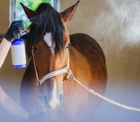 The horse is sprayed with conditioner during grooming and cleaning before riding.