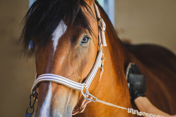 Portrait of a bay horse that waits while being groomed.