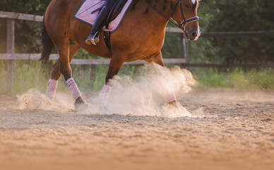 Legs of a horse in sports bandages. A horse with a rider raises clouds of dust during training
