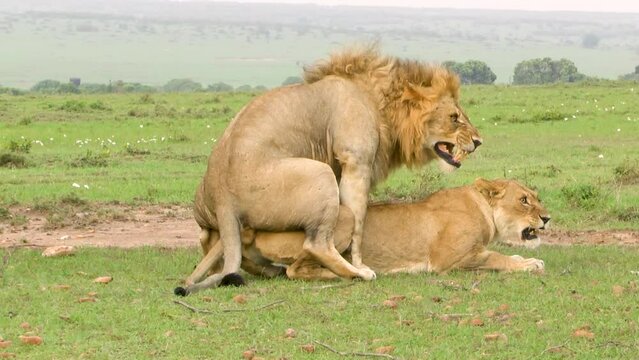 lions mating in the bush closeup, roaring at each other