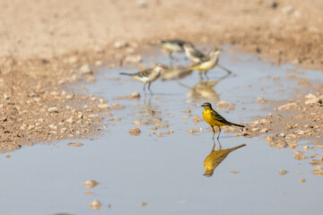 Wagtail in a puddle