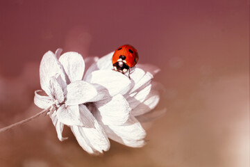 ladybug on white flower
