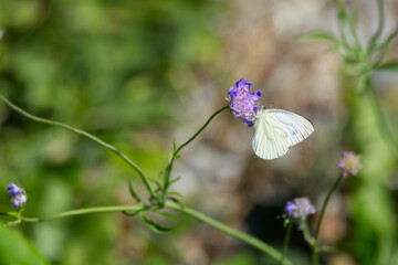 Green-veined white butterfly (pieris napi) sitting on purple flower in Zurich, Switzerland