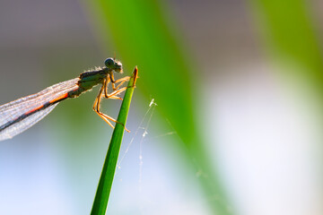 damselfly against the light on a reed branch