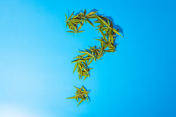 Fototapeta na wymiar question mark made from cannabis leaves on a blue background
