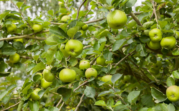 Bramley cooking apples growing in a tree, UK garden