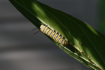 Feeding on the underside of a Swamp Milkweed leaf, a Monarch Butterfly caterpillar munches away