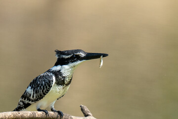kingfisher catches a fish