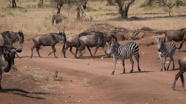 herd of wildebeest and zebra crossing a pass in the savanna