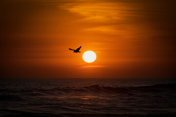 Hermoso atardecer para las gaviotas
