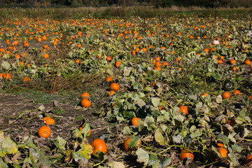 Hundreds of  pumpkins in a pumpkin patch from a far distance on a sunny autumn fall day in family times.