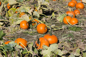 Multiple pumpkins in a pumpkin patch from a medium distance on a sunny autumn fall day in family times.