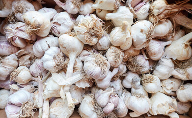 Display of a box of white garlic for sale