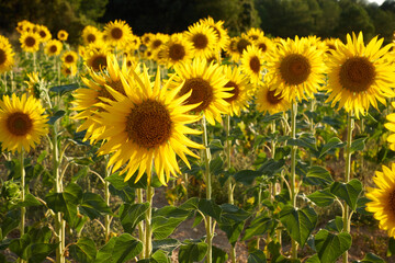 field of yellow sunflowers at sunset