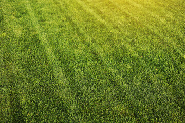 Green grass close-up. cut green juicy lawn. Alpine meadow densely overgrown with grass. Field of...