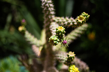 Purple flower in bloom on a green spiky cactus plant close up still