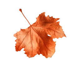 Close-up of maple autumn leaf on transparent background,