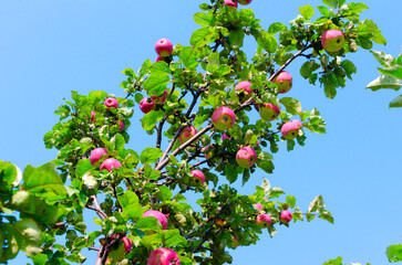 apple branches with apples in summer
