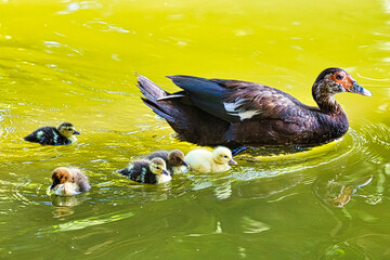patos 