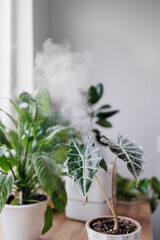 soft selective focus. woman waters flowers and takes care of green plants at home. A European woman entrepreneur in a flower shop. small business florist or biologist. humidifying the air and taking