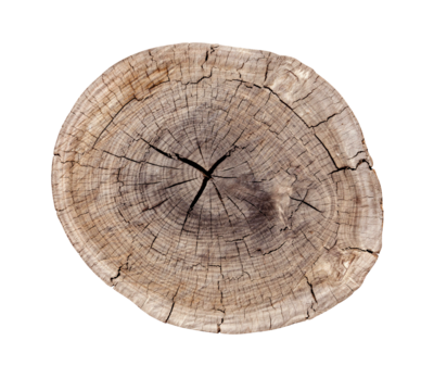 Top view of a tree stump