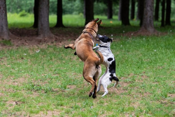 Belgian Shepherd, Malinois, playing with another dog in the park.