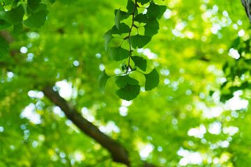 green leaves of ginkgo biloba