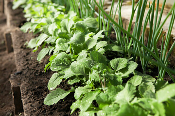 Fresh vegetables - onions and radishes grow in a greenhouse.