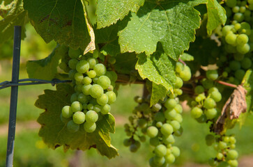 wine grapes on the vine