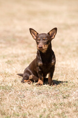 chiot lancashire heeler