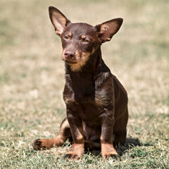 chiot lancashire heeler
