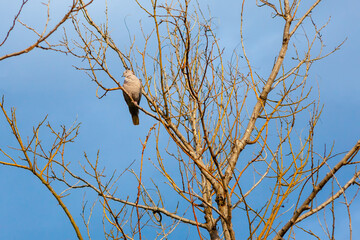 Сuckoo in a tree . Single bird standing on a branches